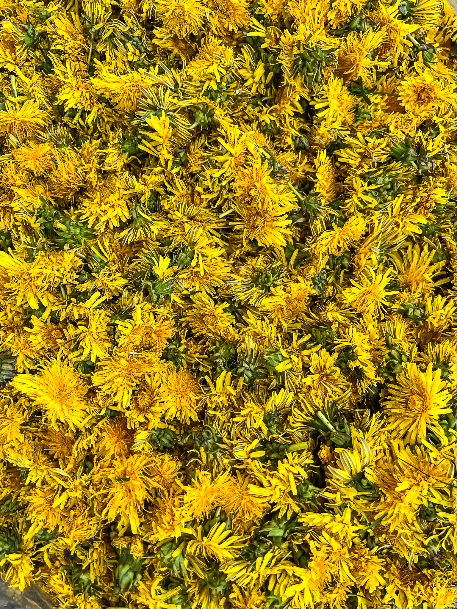 Vera Mae 20240522 002