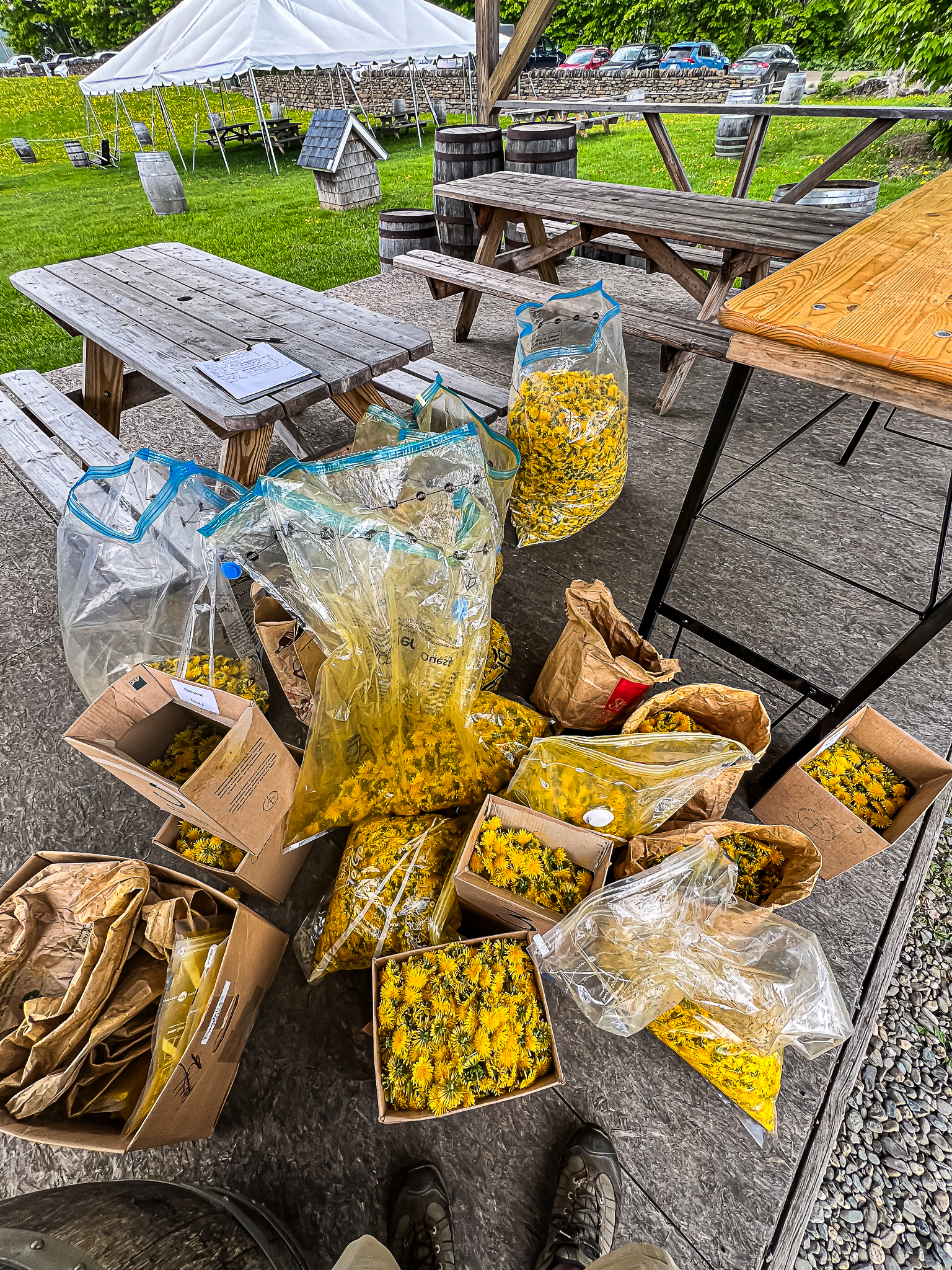 Vera Mae 20240524 014