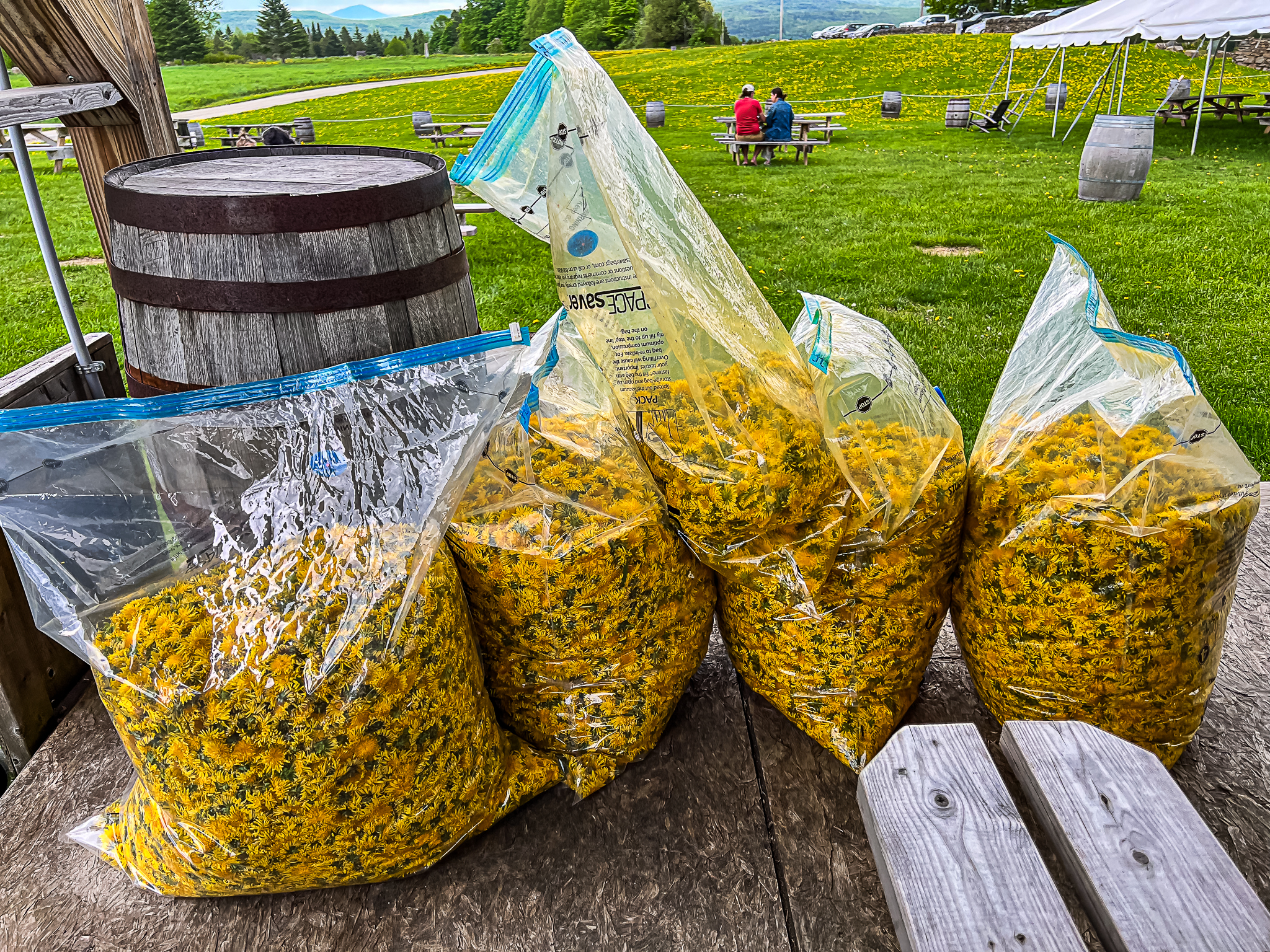 Vera Mae 20240524 015