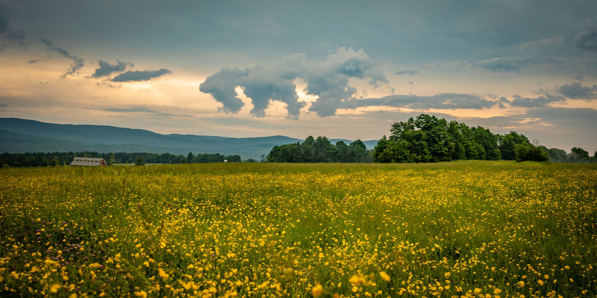Visit - Flowers Field