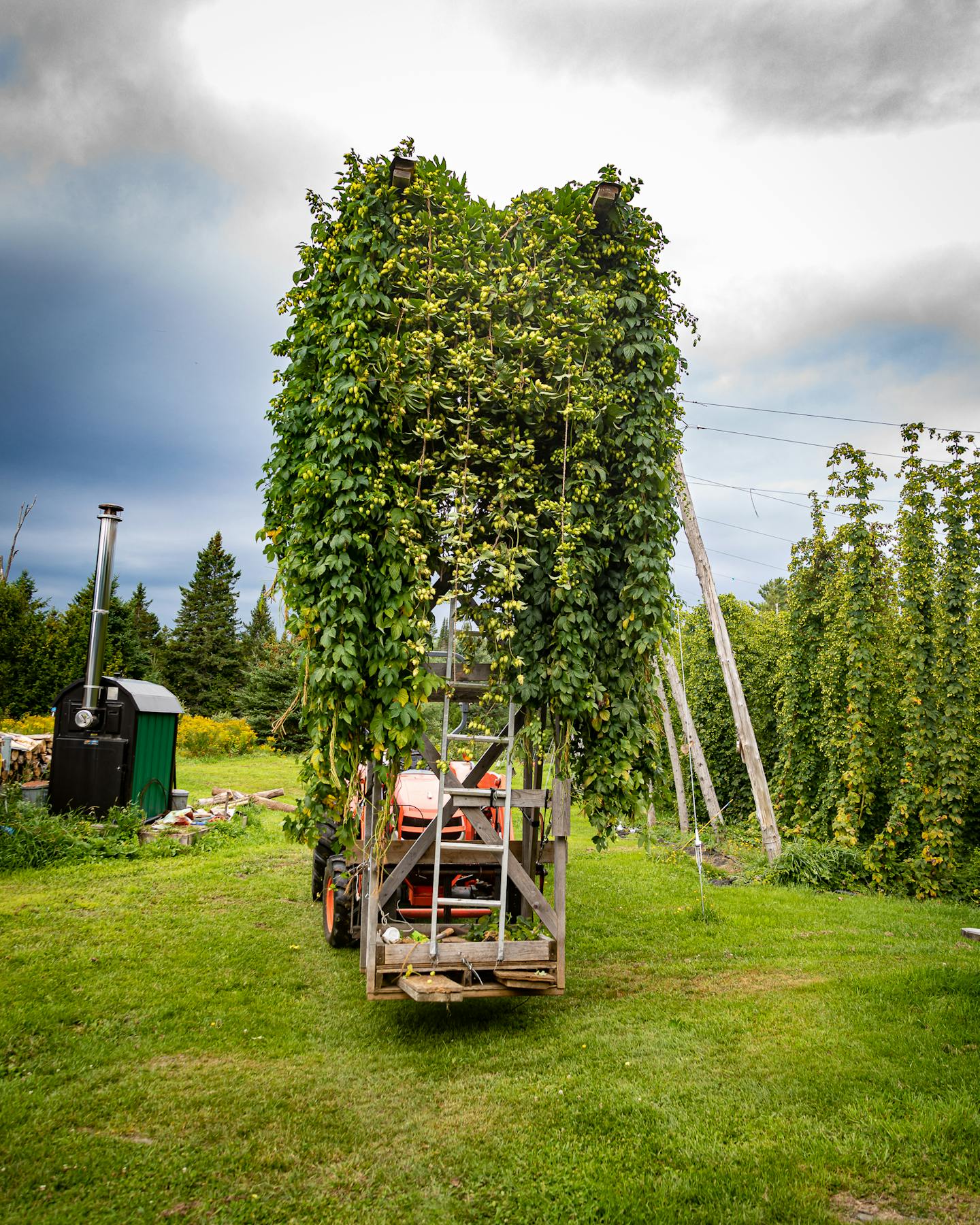 Whitefield Wet Hops lg 20190830 001