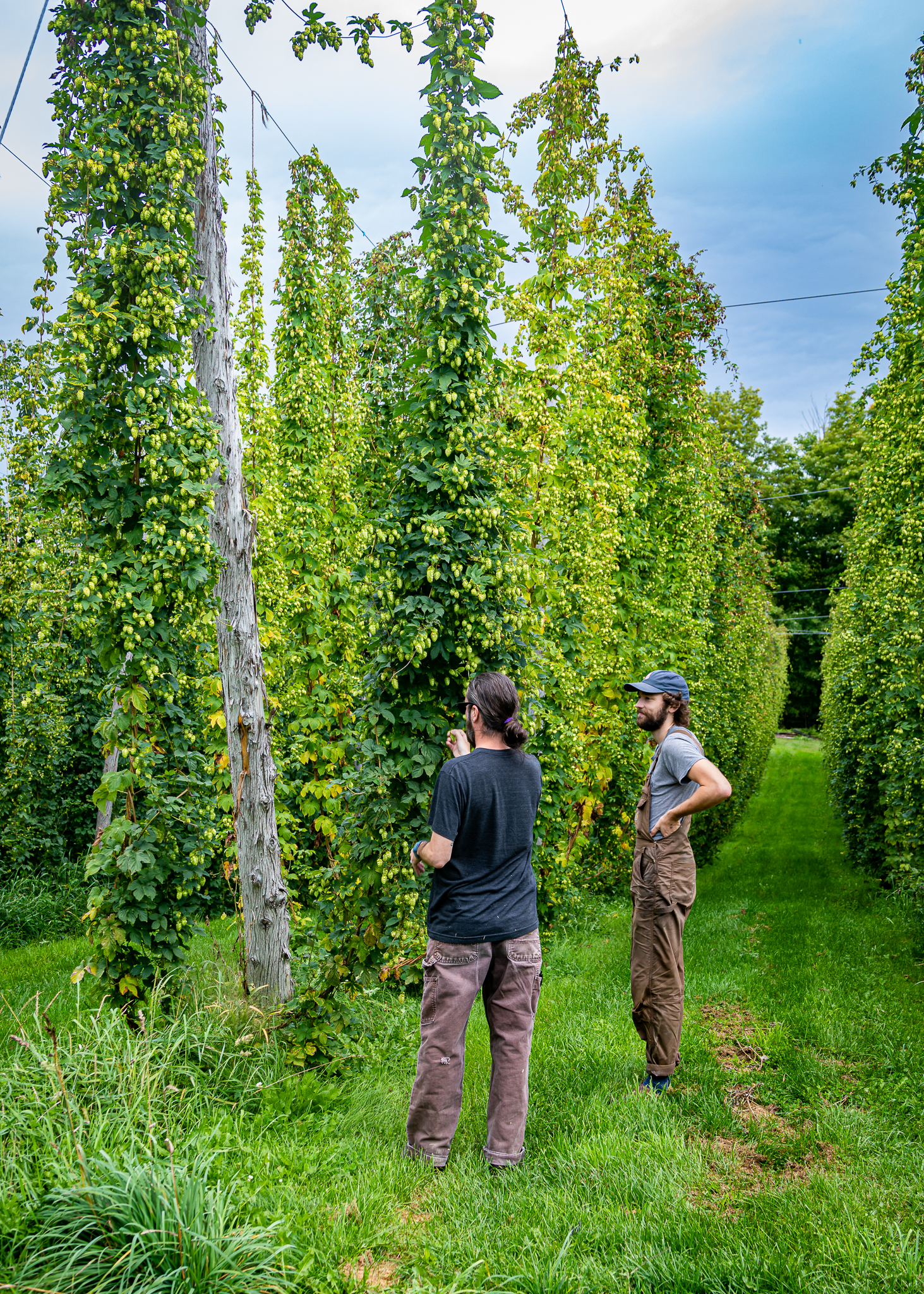 Whitefield Wet Hops lg 20190830 002