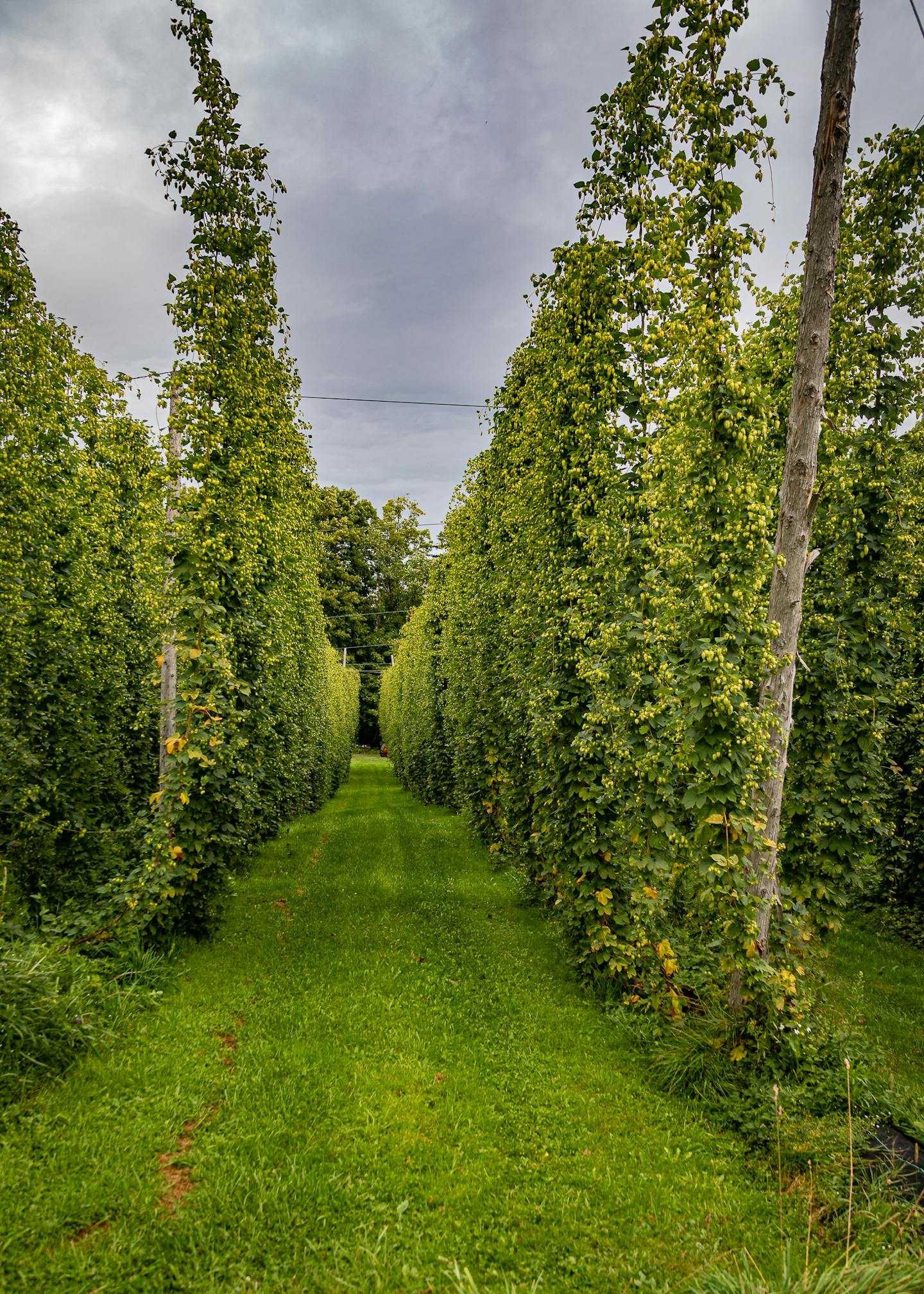 Whitefield Wet Hops lg 20190830 005