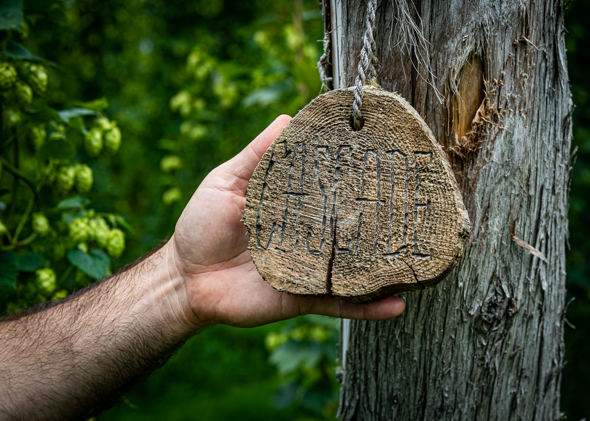 Whitefield Wet Hops lg 20190830 006