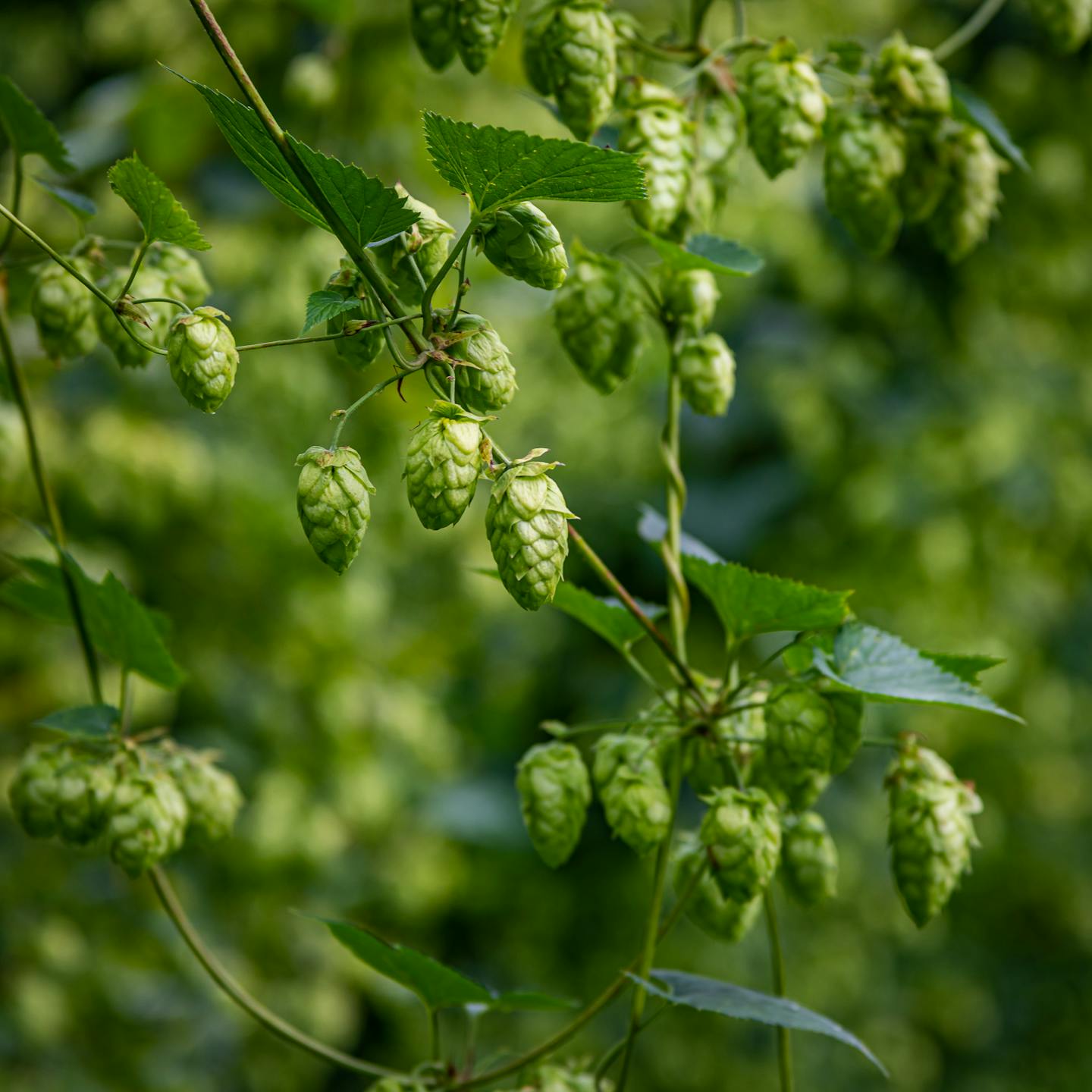 Whitefield Wet Hops lg 20190830 007