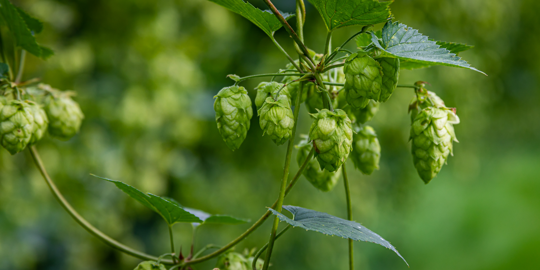Whitefield Wet Hops lg 20190830 008
