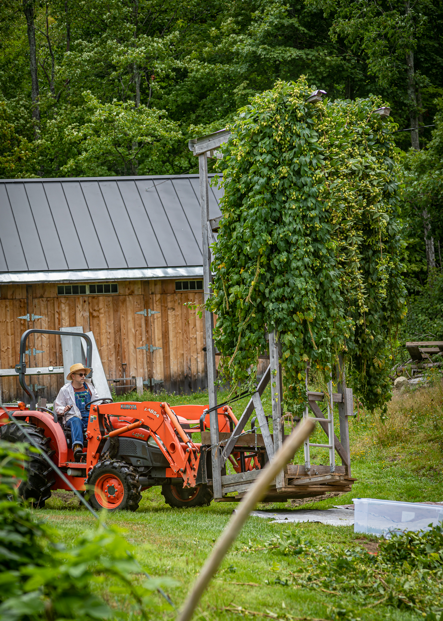 Whitefield Wet Hops lg 20190830 009