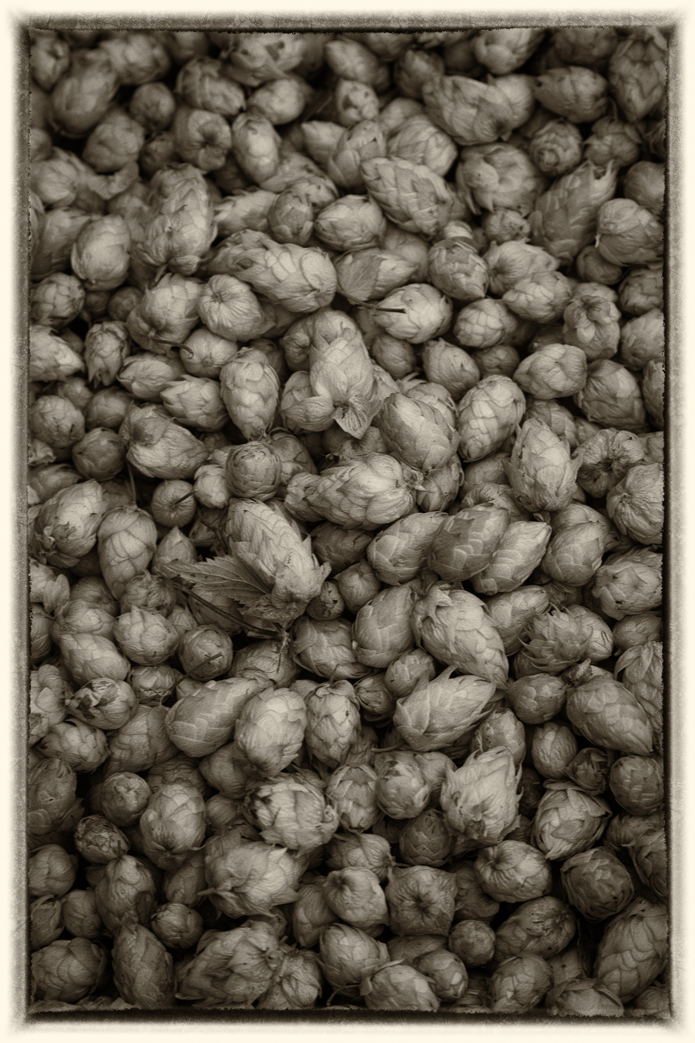 Whitefield Wet Hops lg 20190830 011