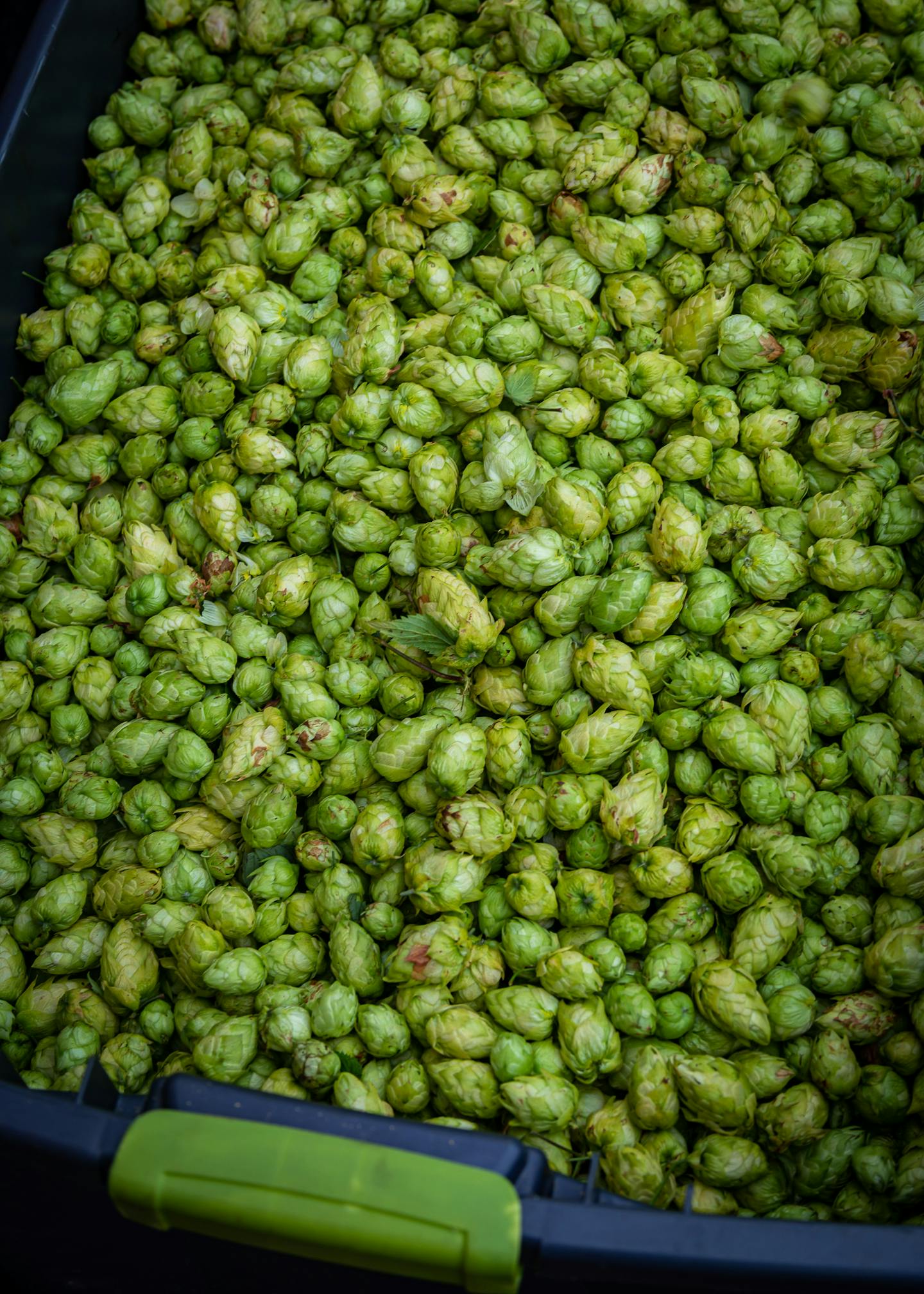 Whitefield Wet Hops lg 20190830 012