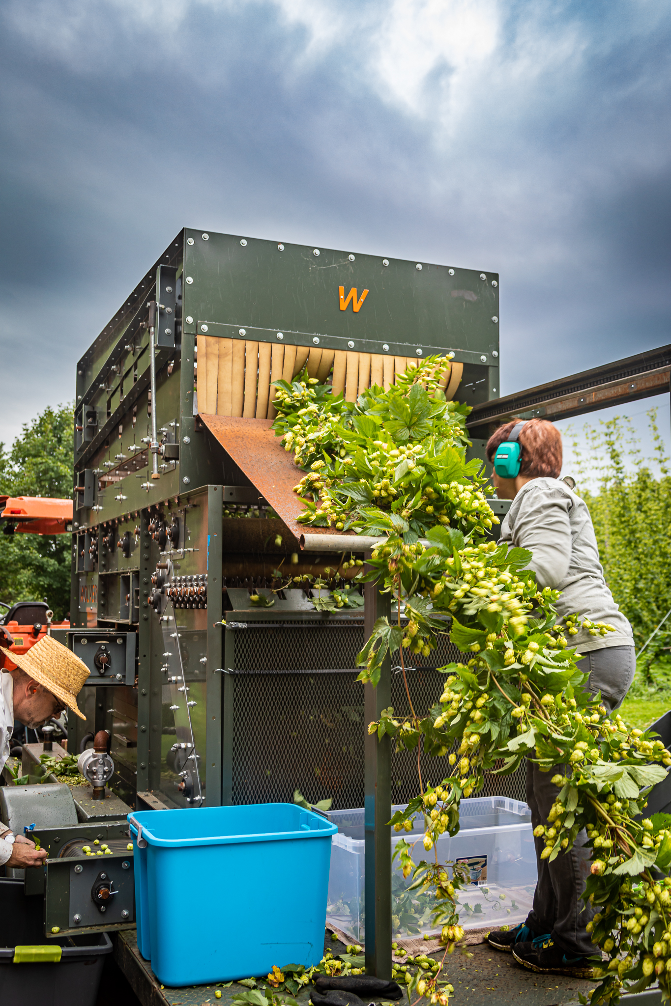 Whitefield Wet Hops lg 20190830 016