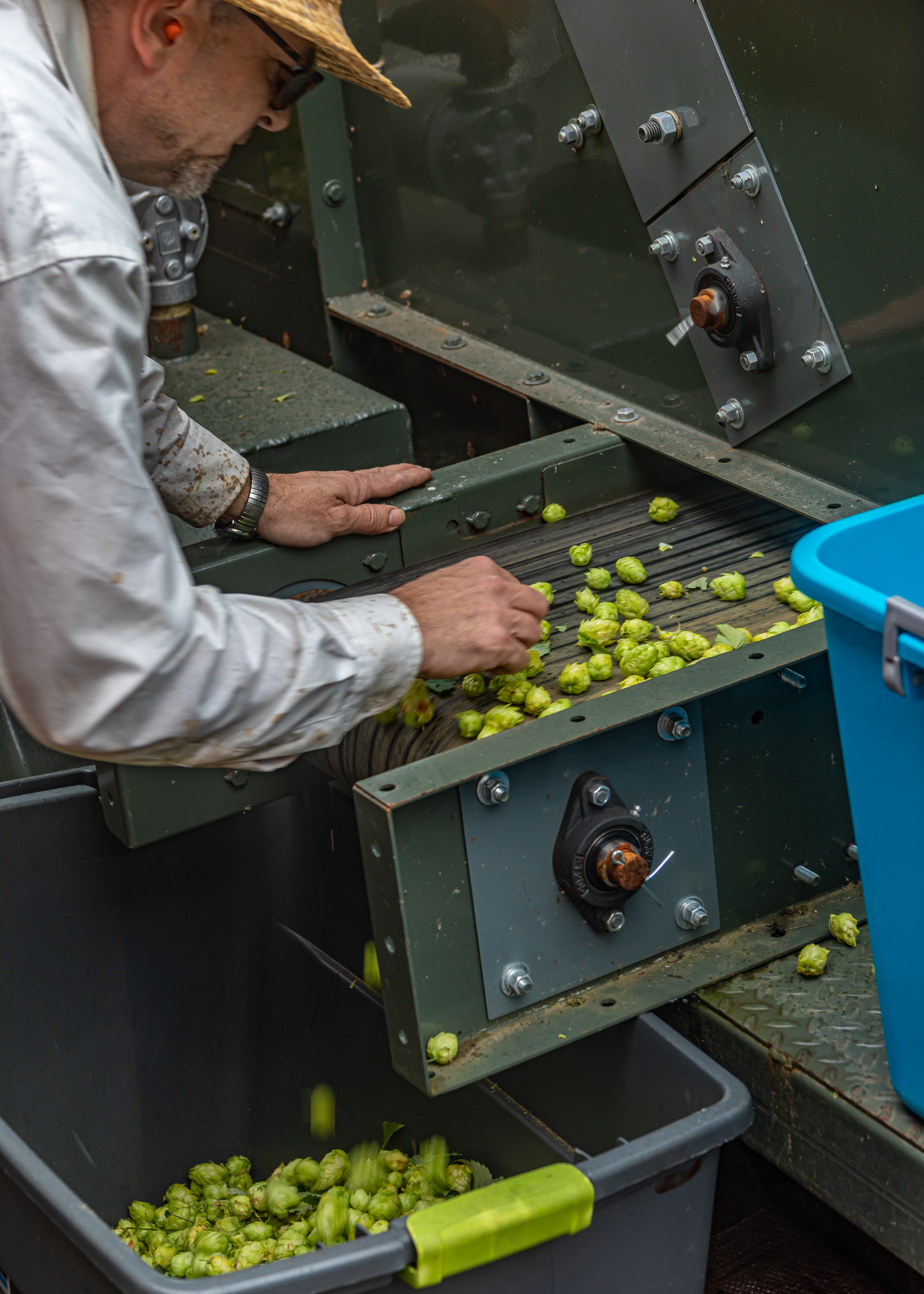 Whitefield Wet Hops lg 20190830 017