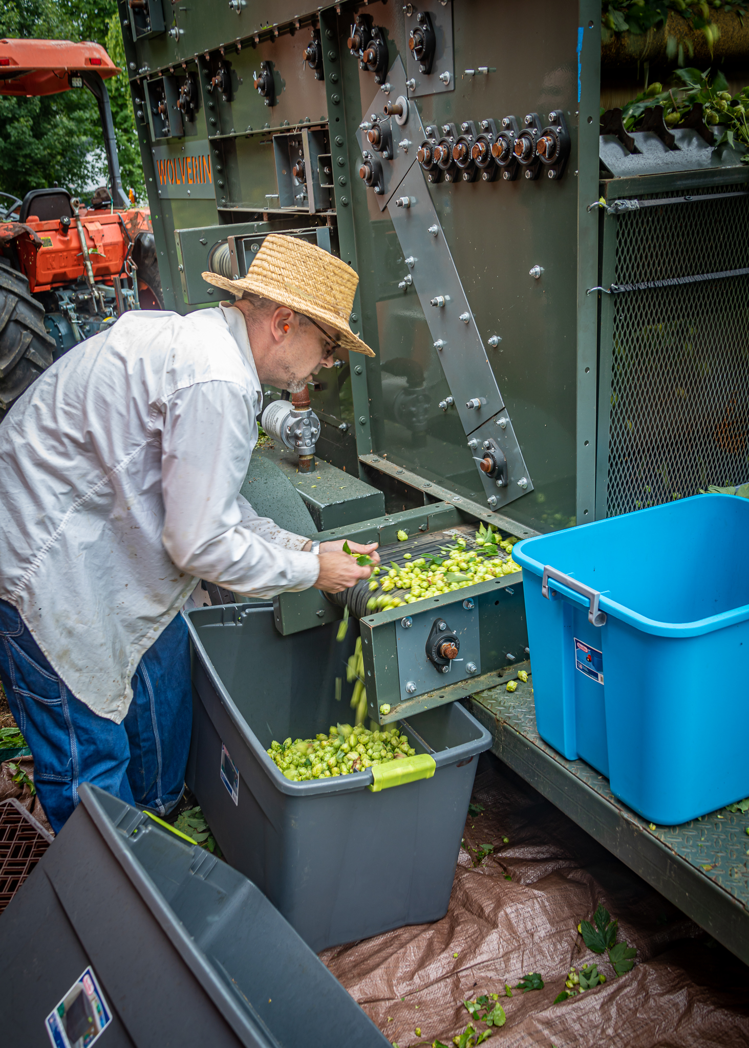 Whitefield Wet Hops lg 20190830 018