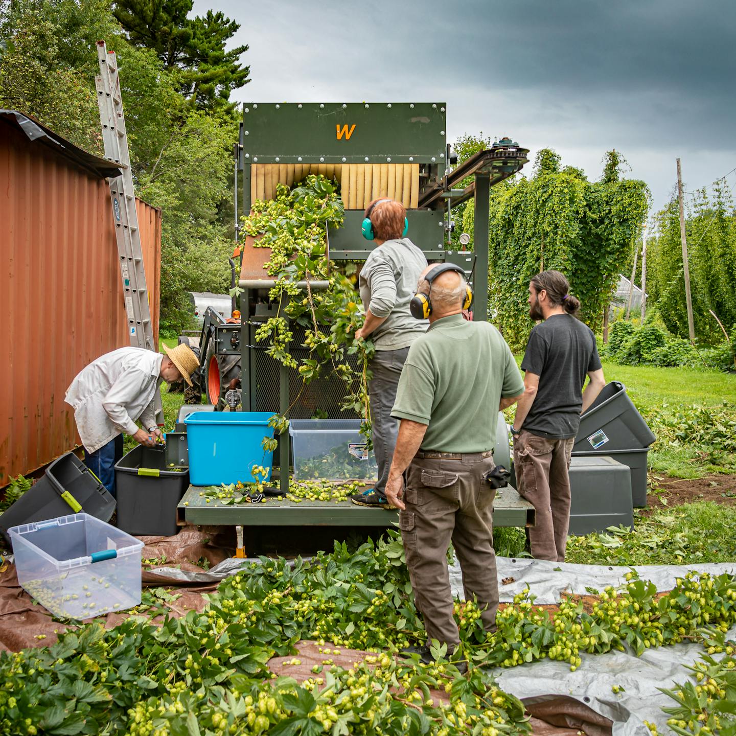 Whitefield Wet Hops lg 20190830 021