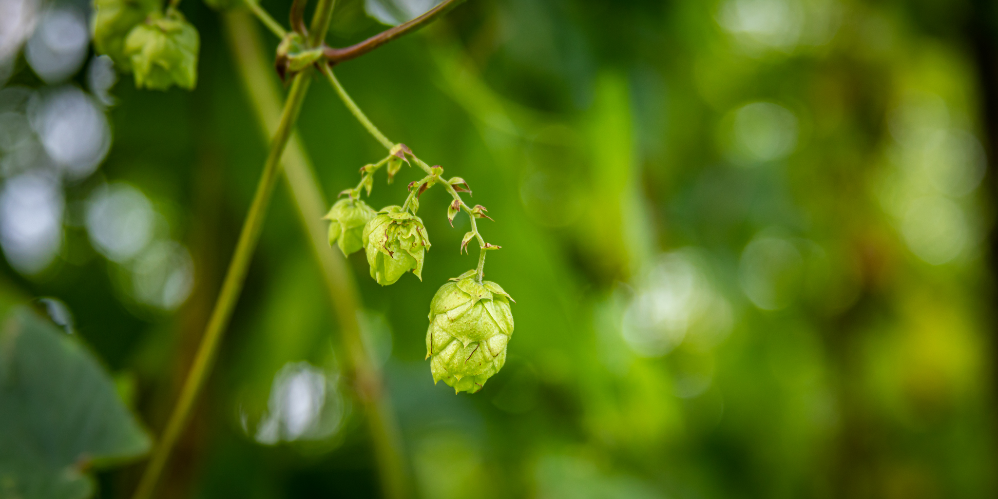 Whitefield Wet Hops lg 20190830 024