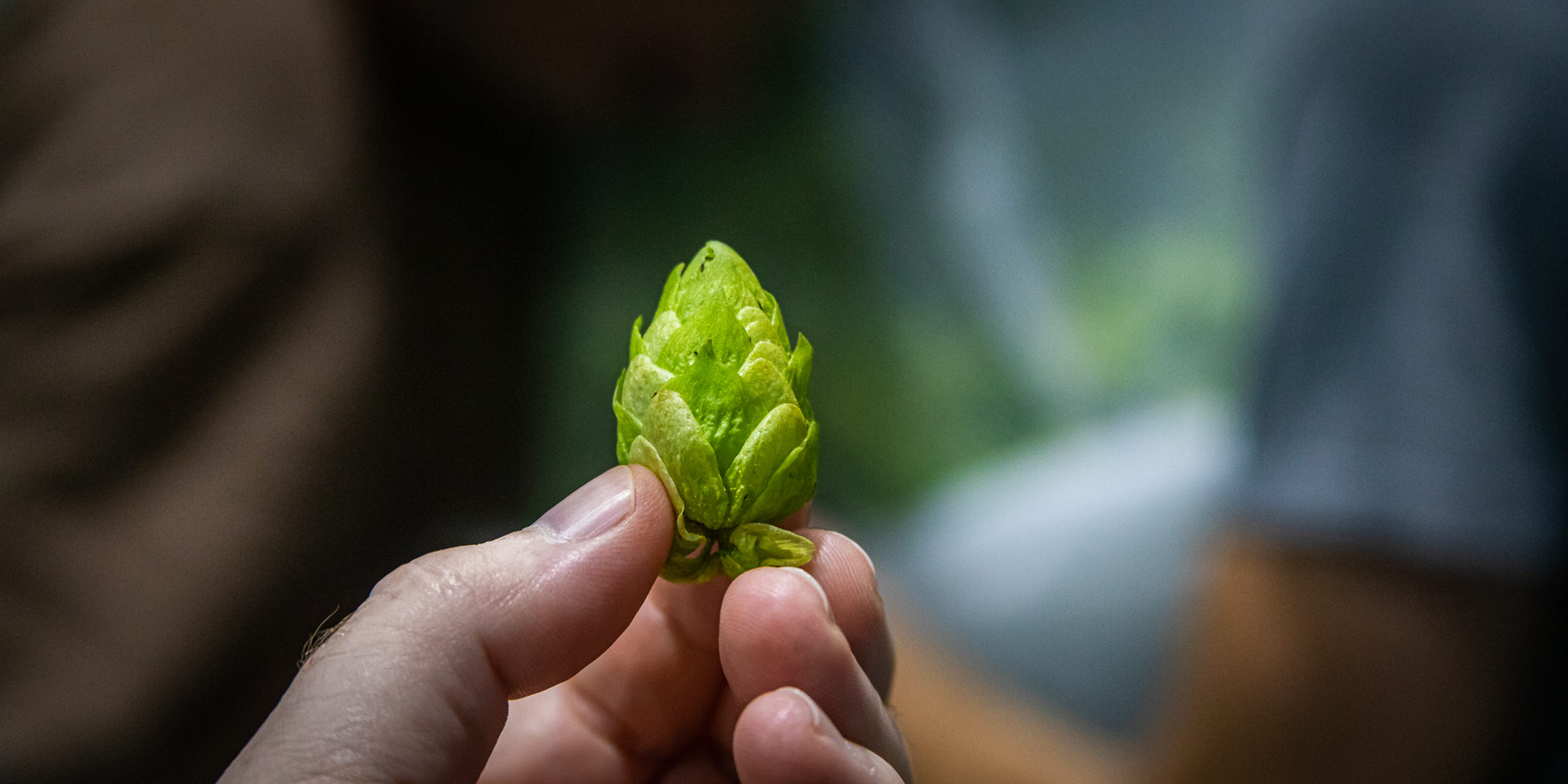 Whitefield Wet Hops lg 20190830 032