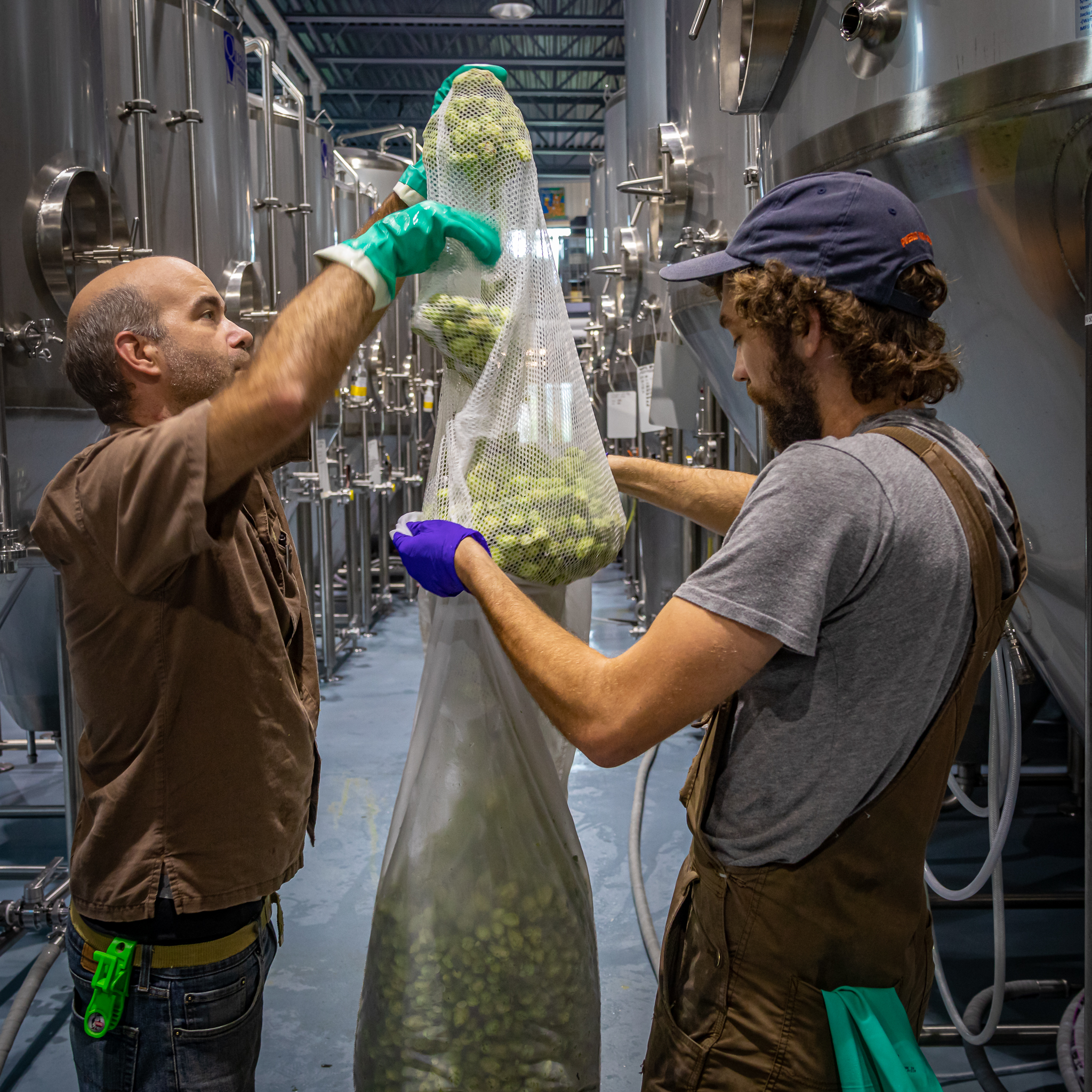 Whitefield Wet Hops lg 20190830 034