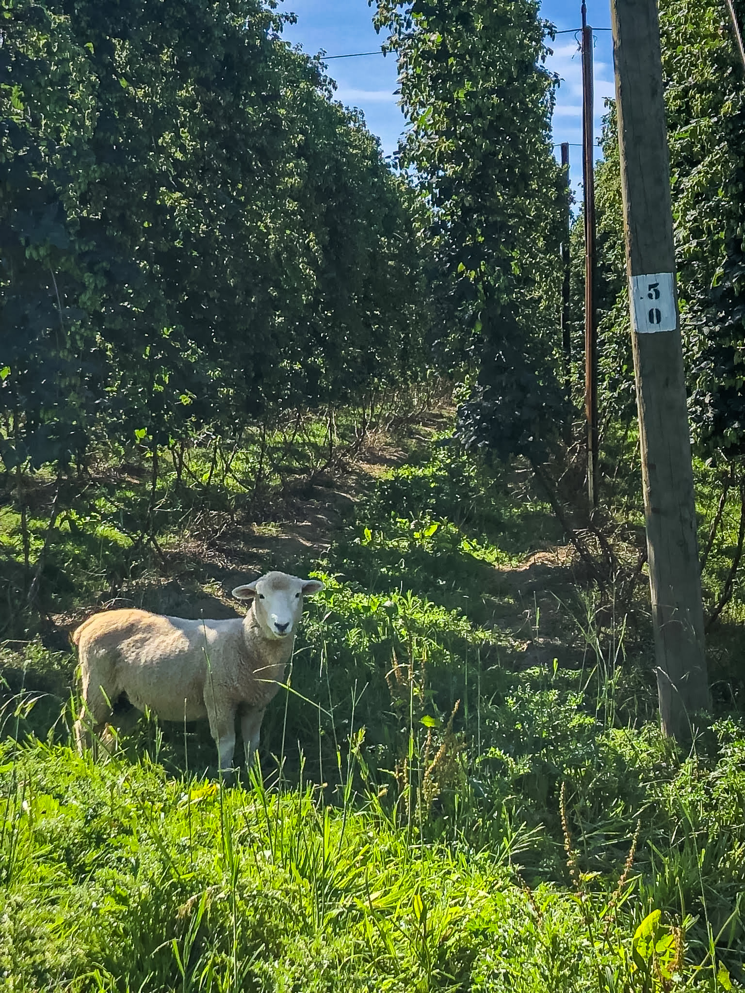 sheep nz_1