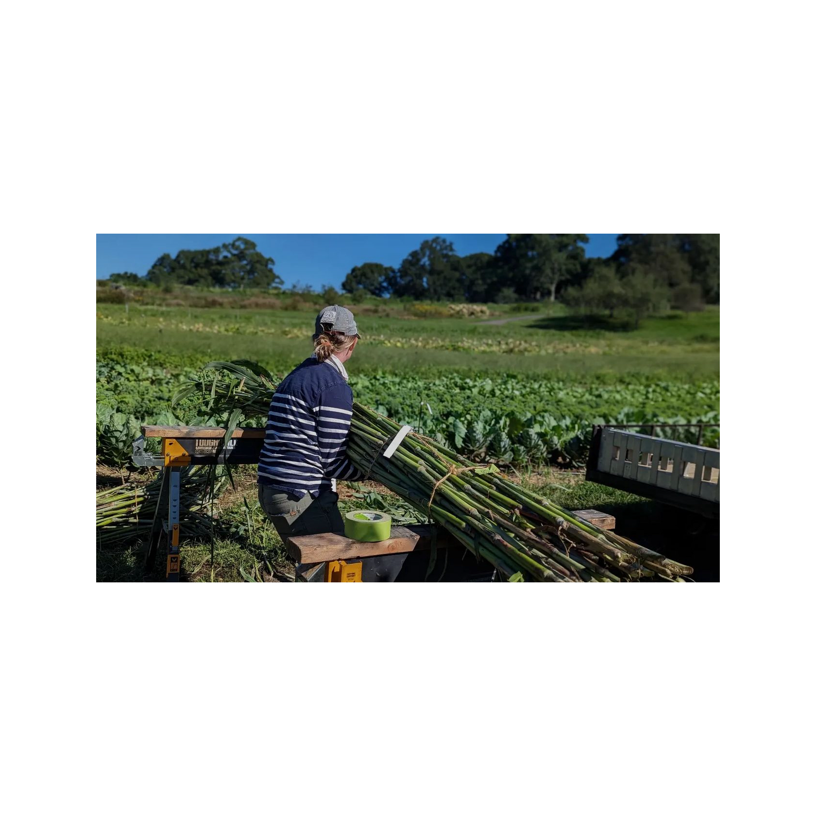 sorghum harvesting