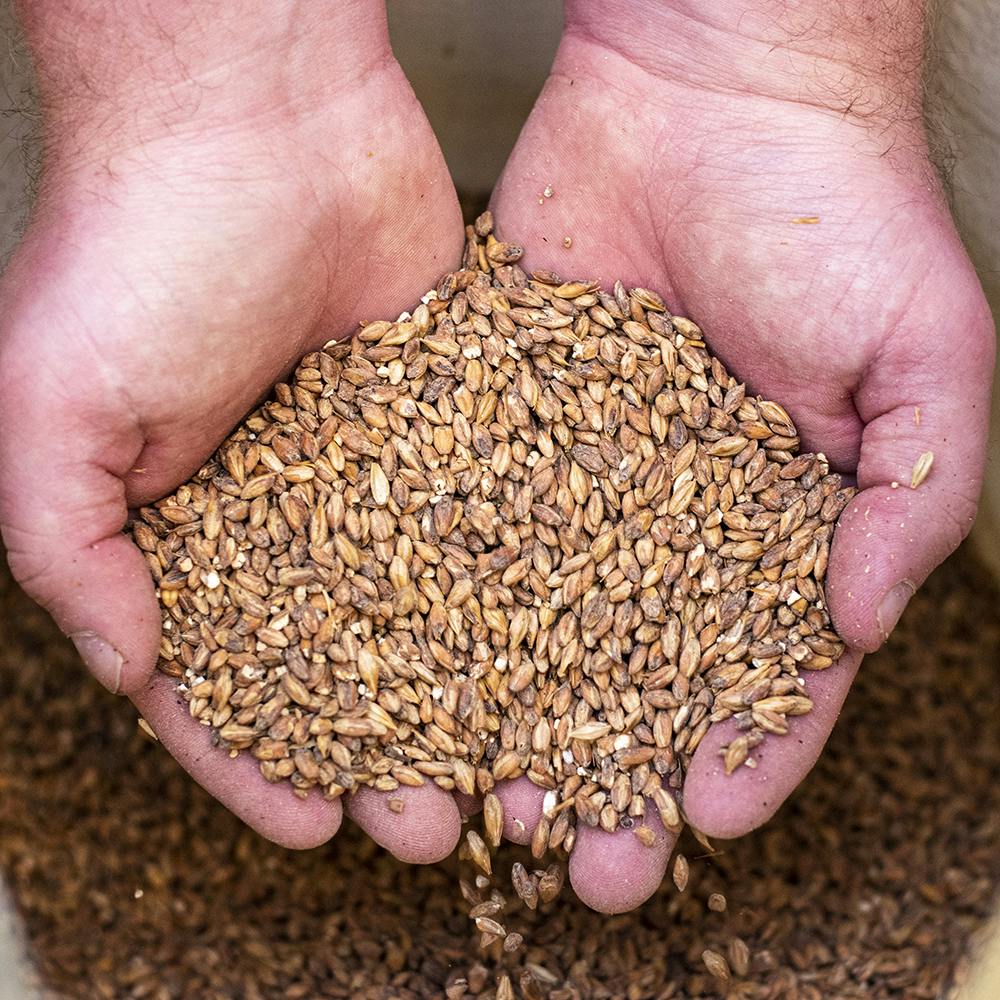 hands holding grain