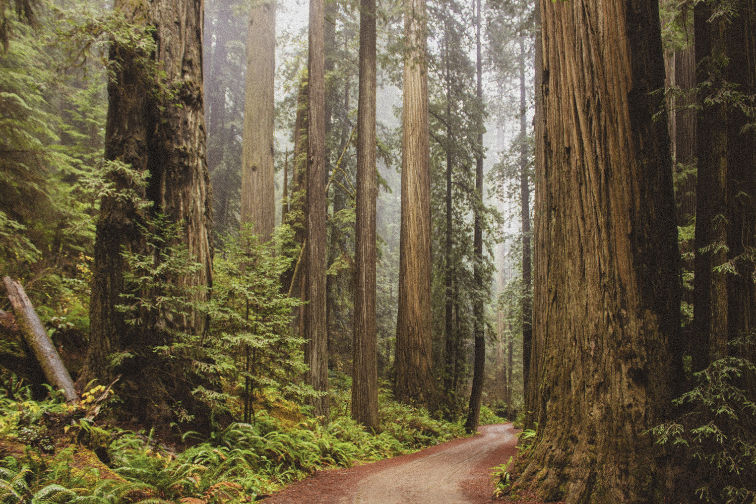 redwood forest
