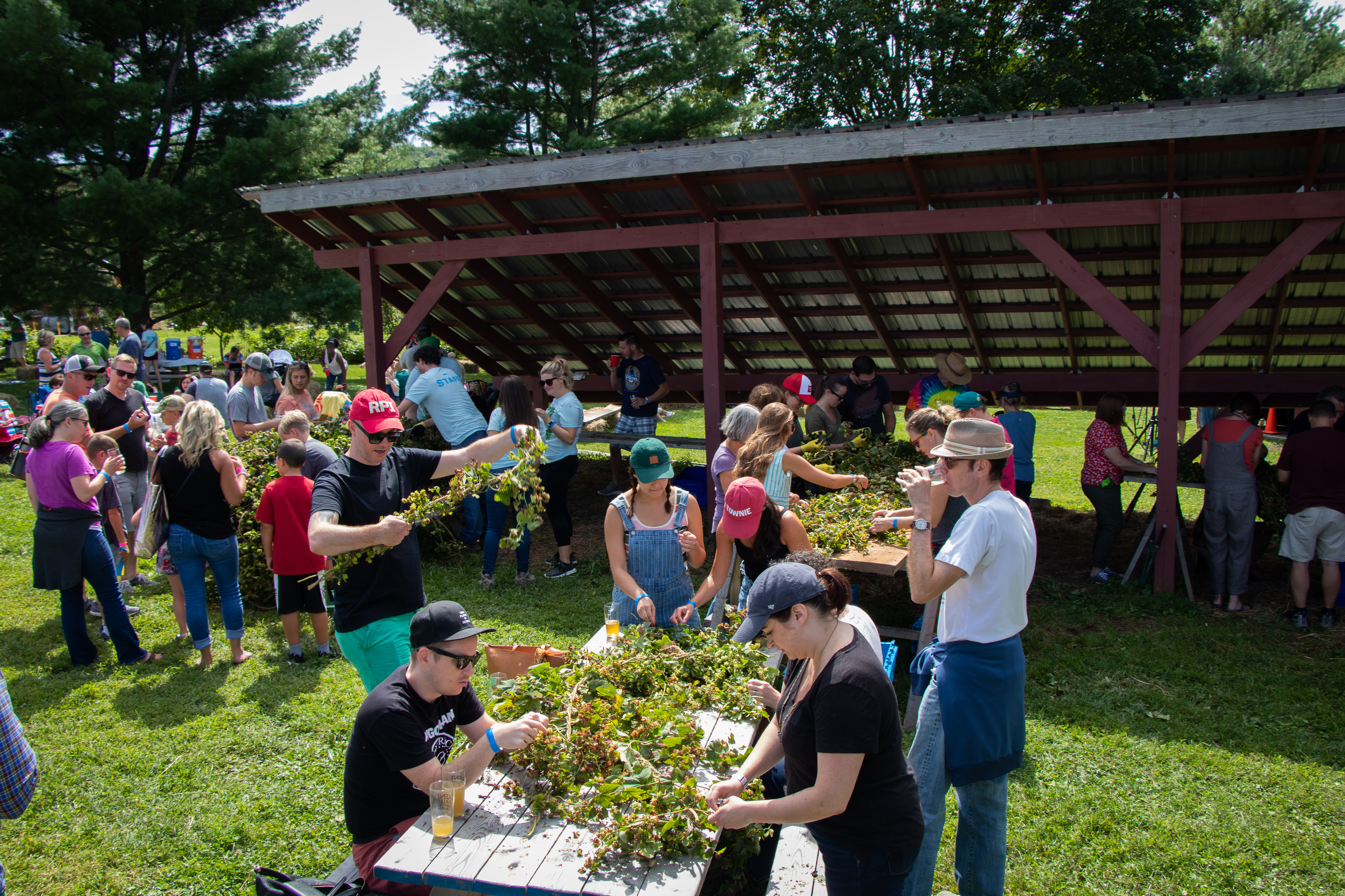 hop_harvest-3953