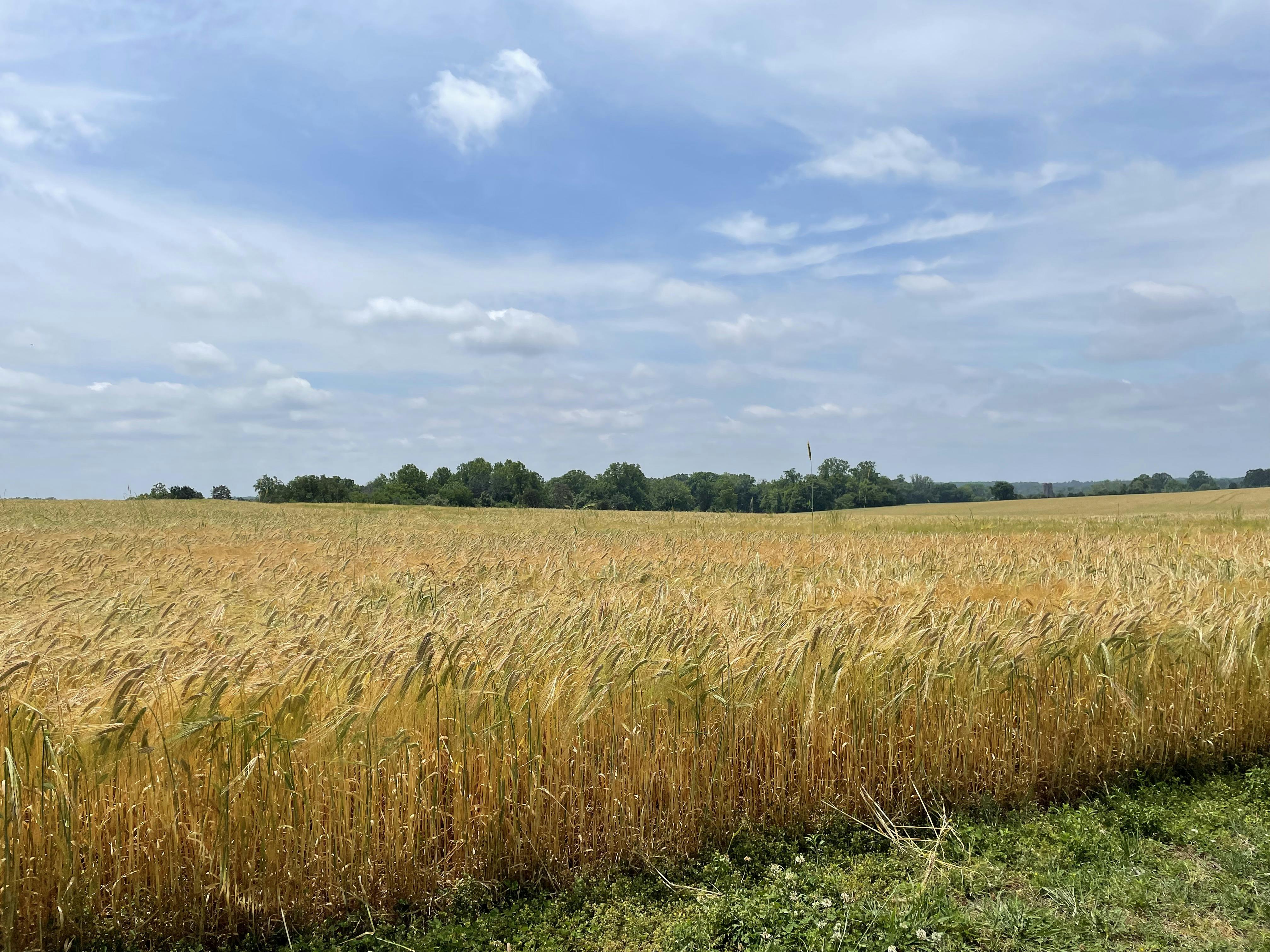 Carolina Malt House_barley field_3 barley field