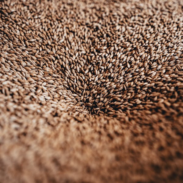 liability-brewingCollab-07449 grain