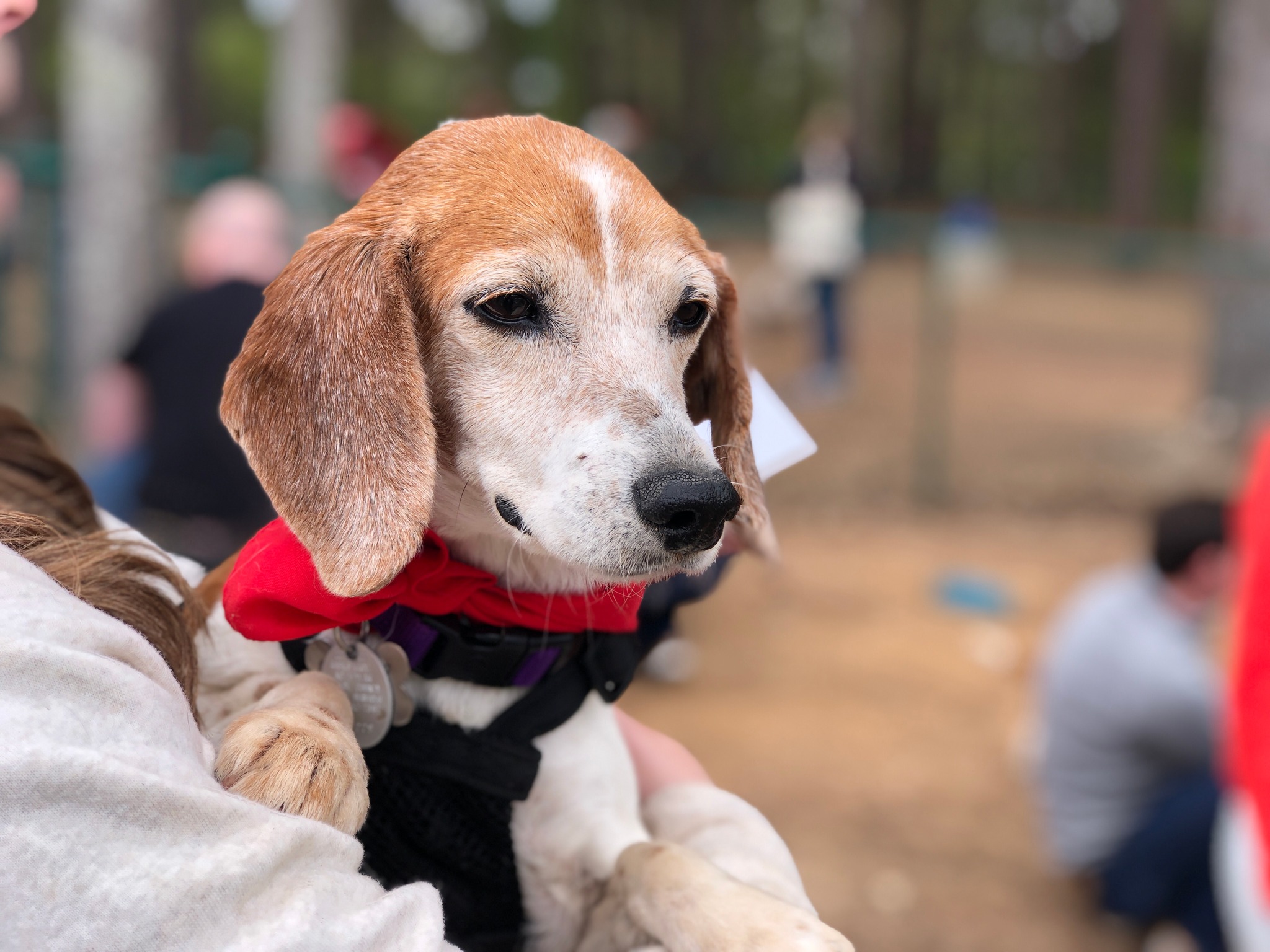 Triangle Beagle Rescue December Adopt-a-Thon