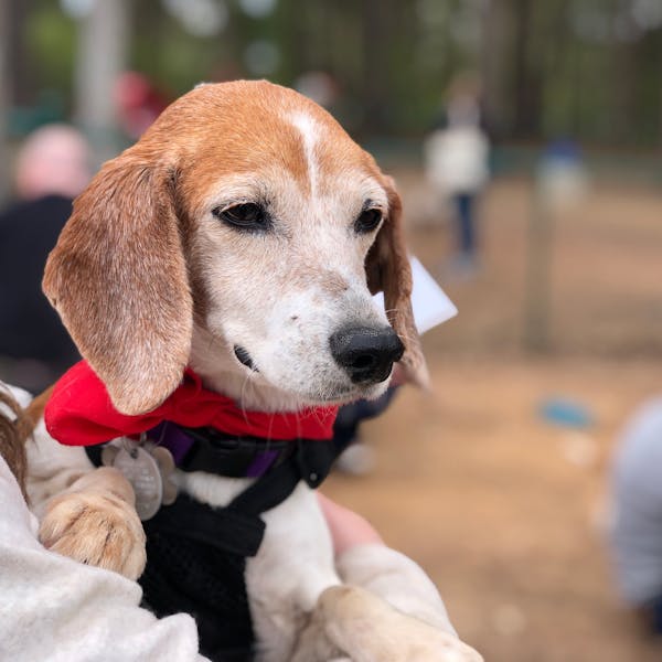 Triangle Beagle Rescue December Adopt-a-Thon