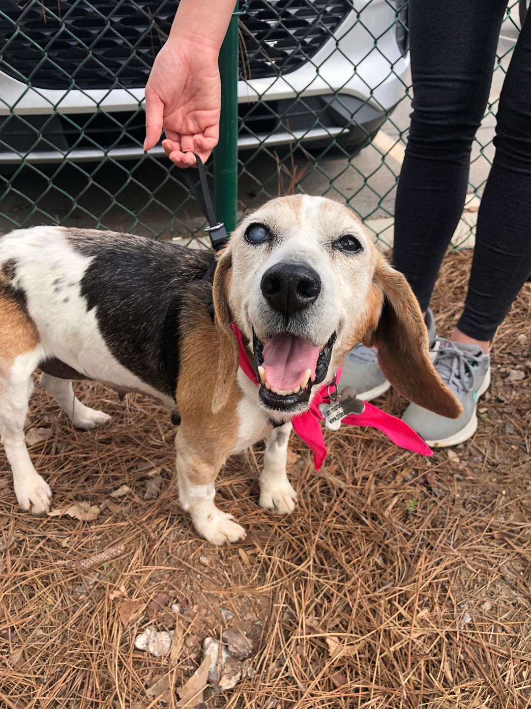 Triangle Beagles Rescue September Adopt-a-Thon
