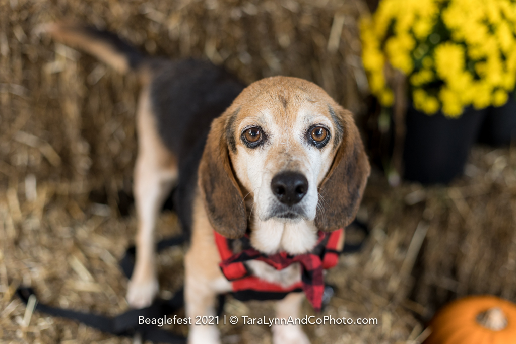 Triangle Beagle Rescue November Adopt-a-Thon