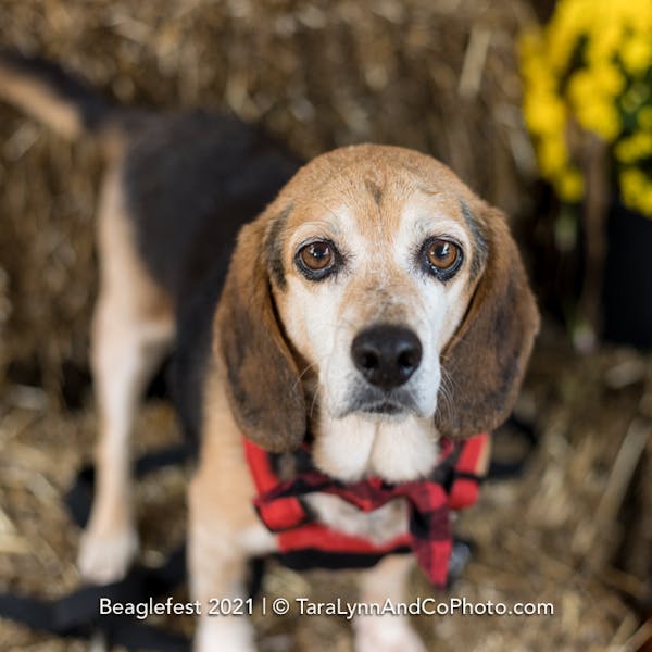 Triangle Beagle Rescue November Adopt-a-Thon
