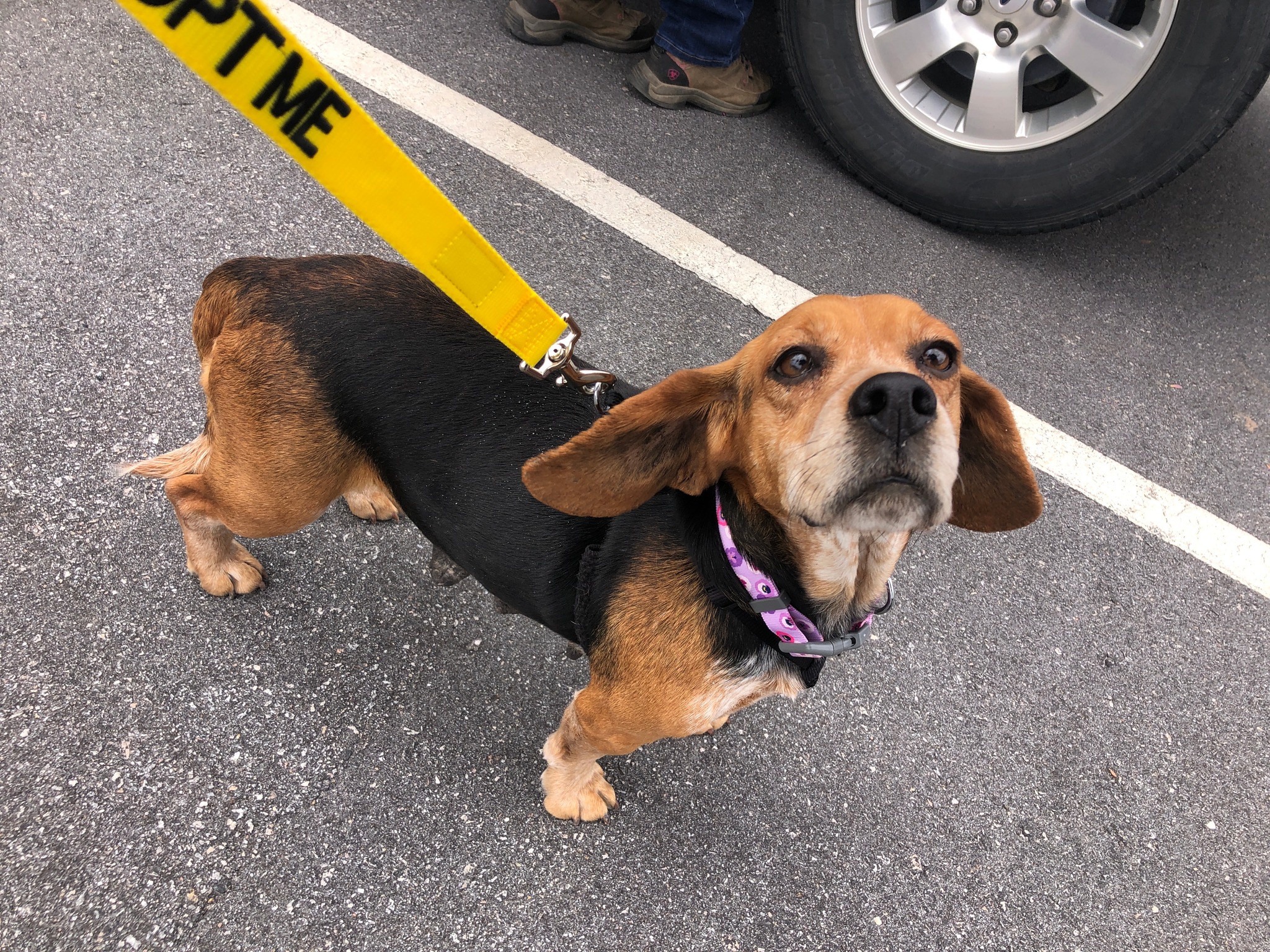 Triangle Beagle Rescue June Adopt a thon