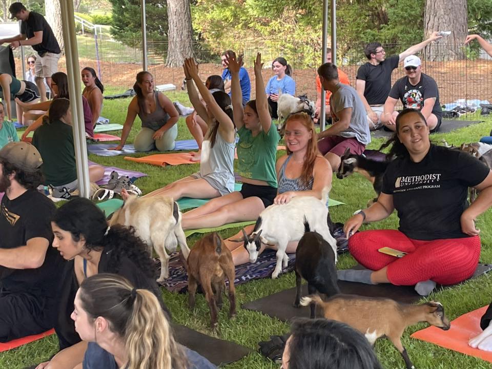 Goat Yoga At Lonerider Brewery Wake Forest