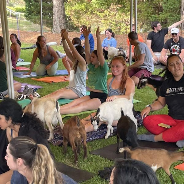 Goat Yoga At Lonerider Brewery Wake Forest