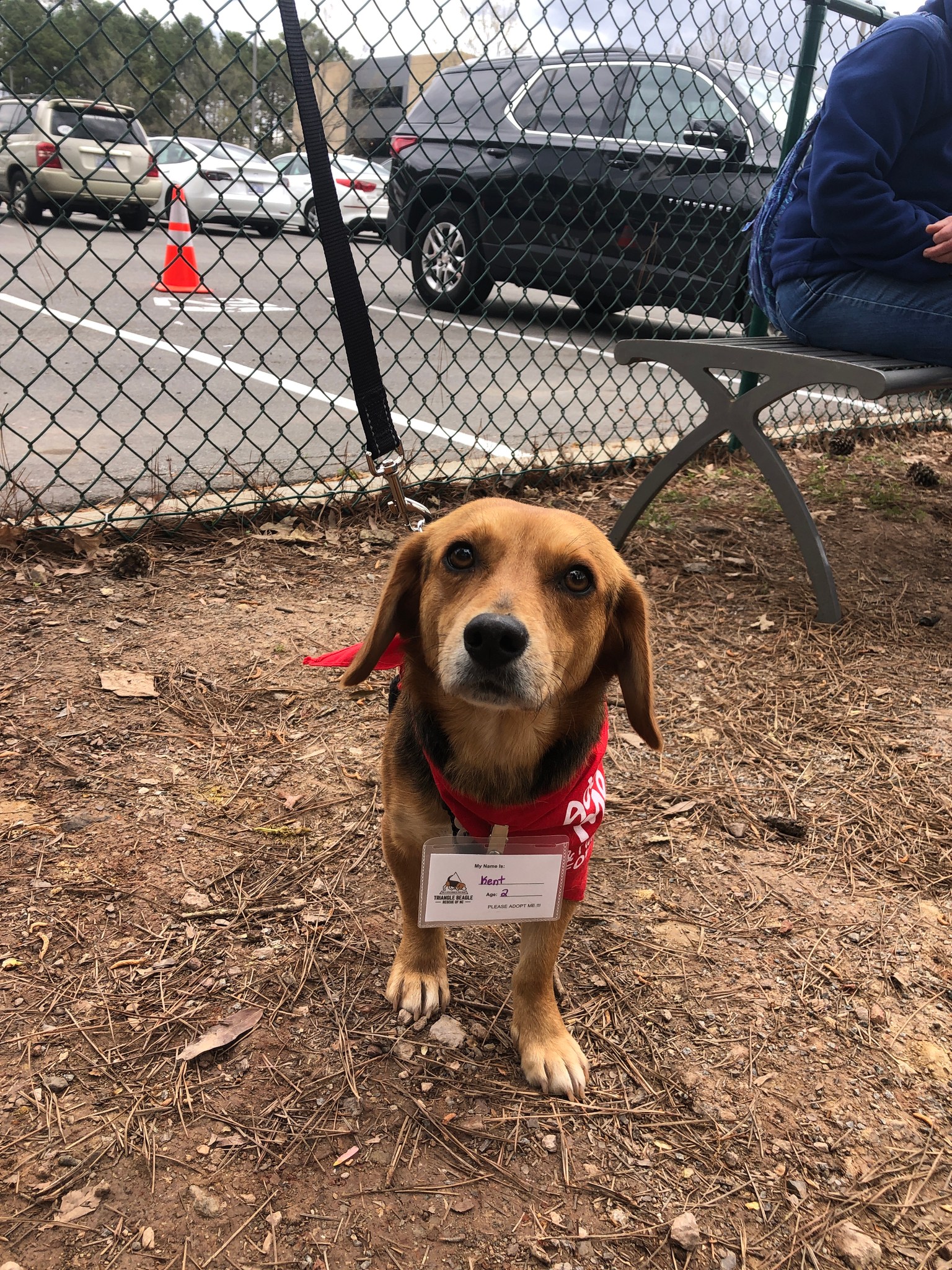Triangle Beagle Rescue August Adopt a thon