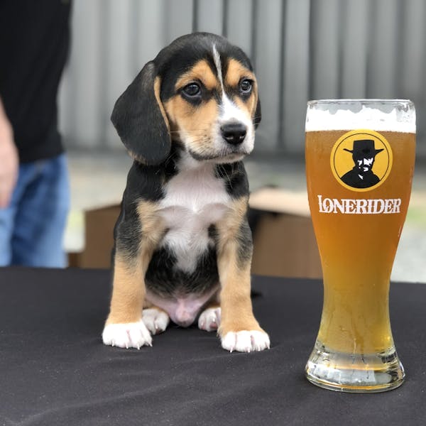 Beers for Beagles