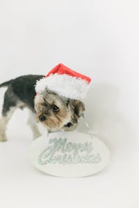 Santa Paws