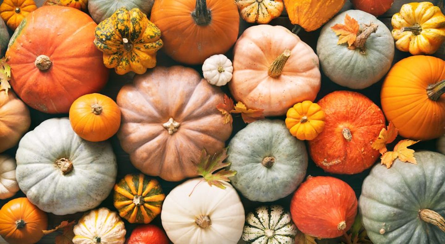 PUMPKIN PUMPKIN