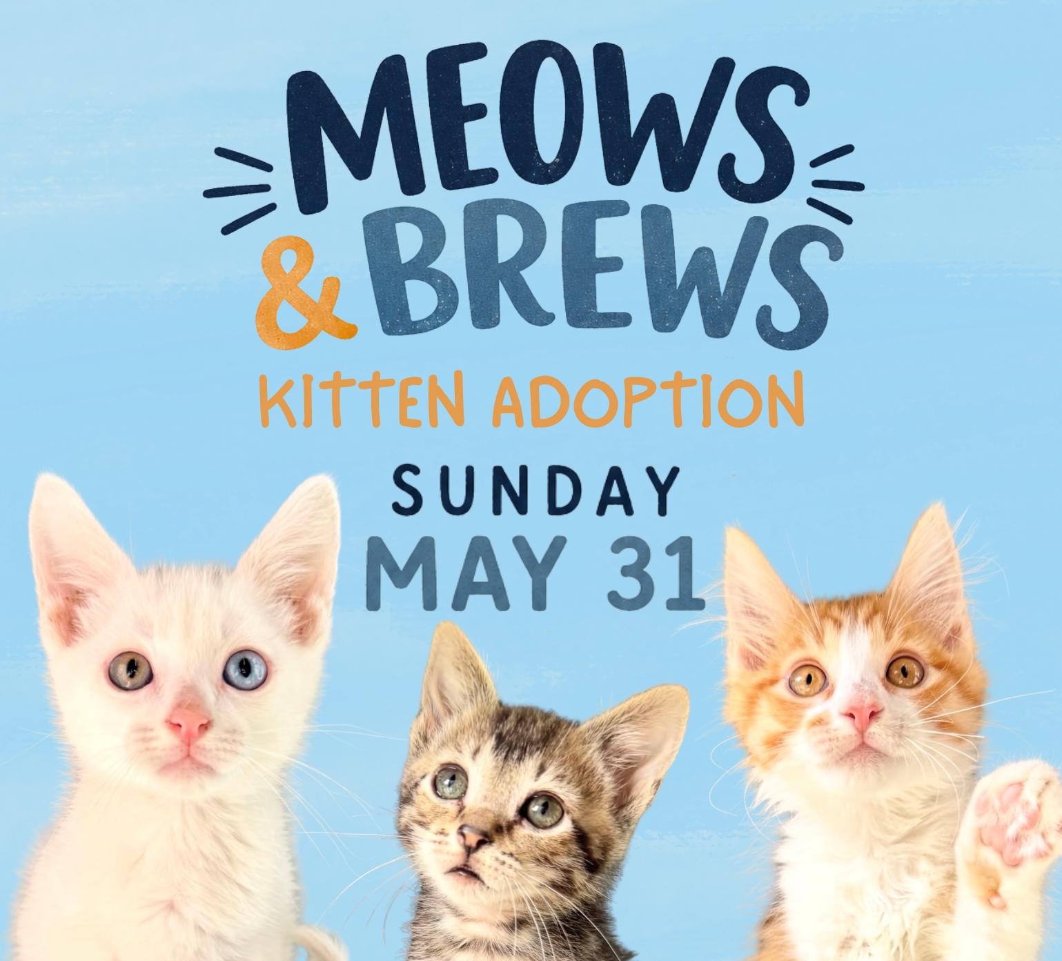 Feline Lifeline Kitten Adoption