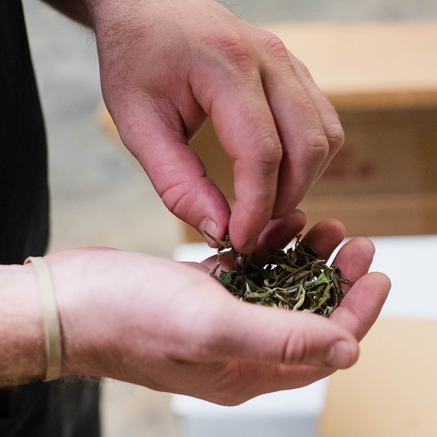 G.S. Haly Tea Company