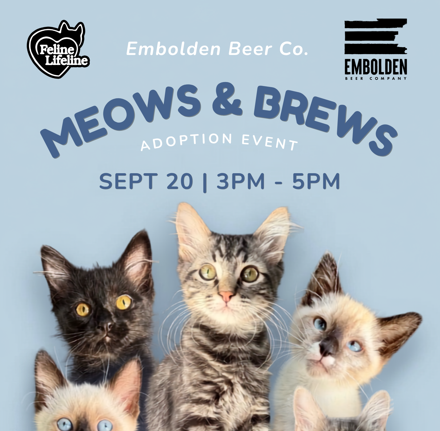 Feline Lifeline Kitten Adoption