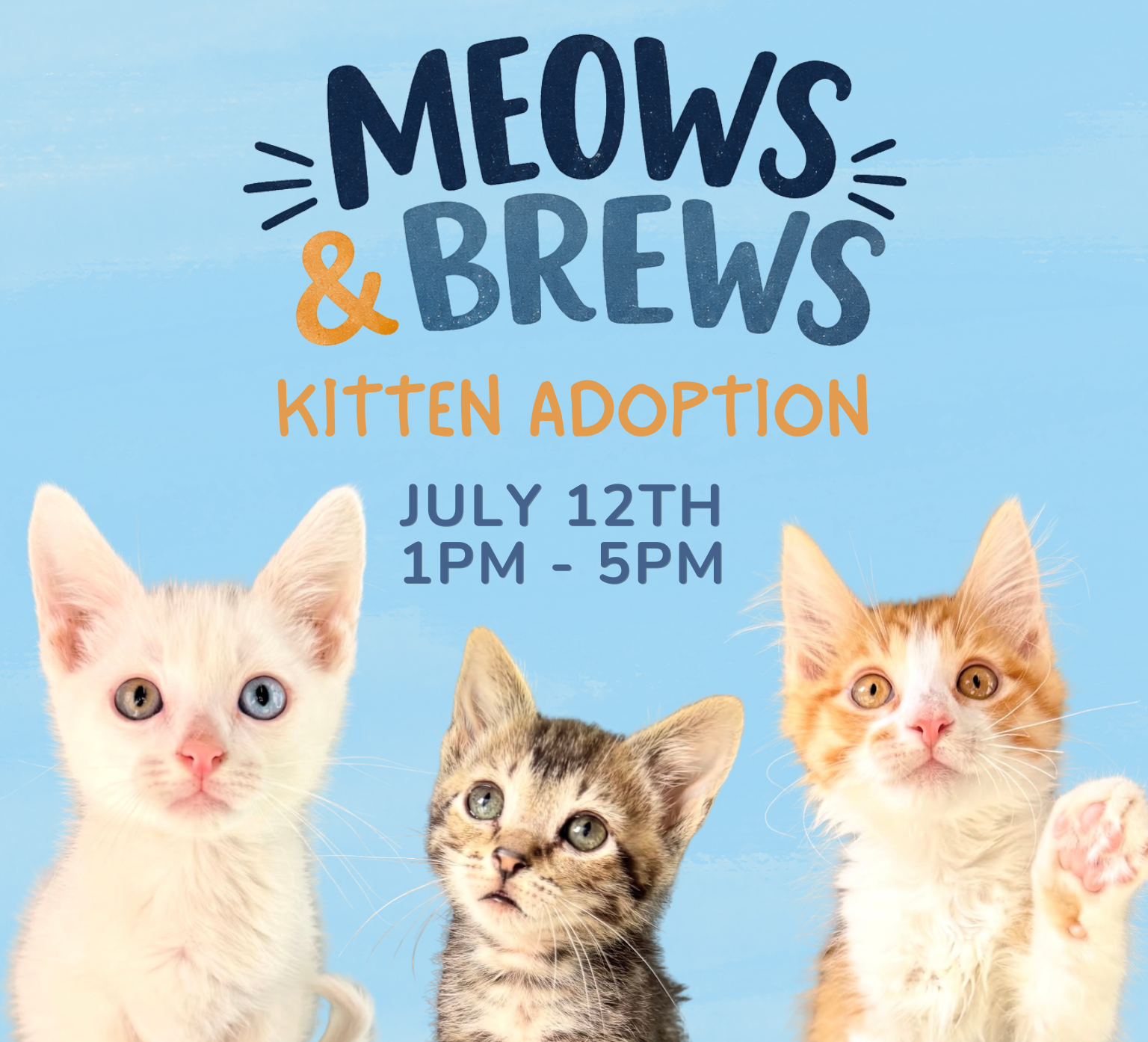 Feline Lifeline Kitten Adoption