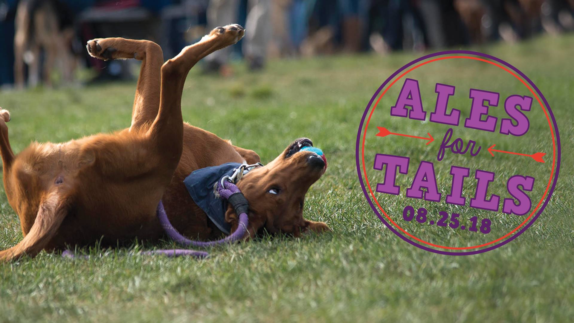 35881817_10155928090851137_8019955452152381440_o