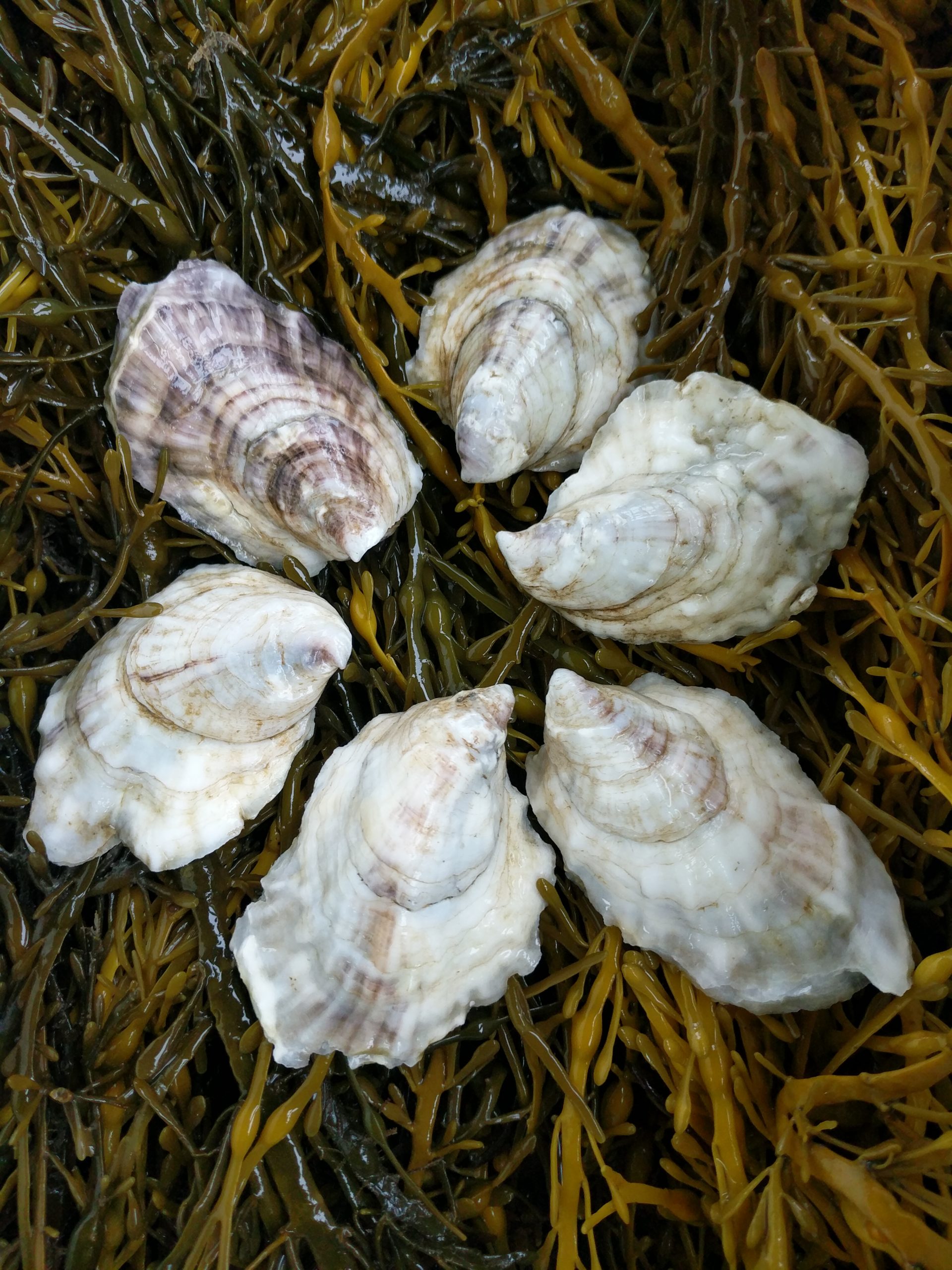 Friday Oysters at the Brewery