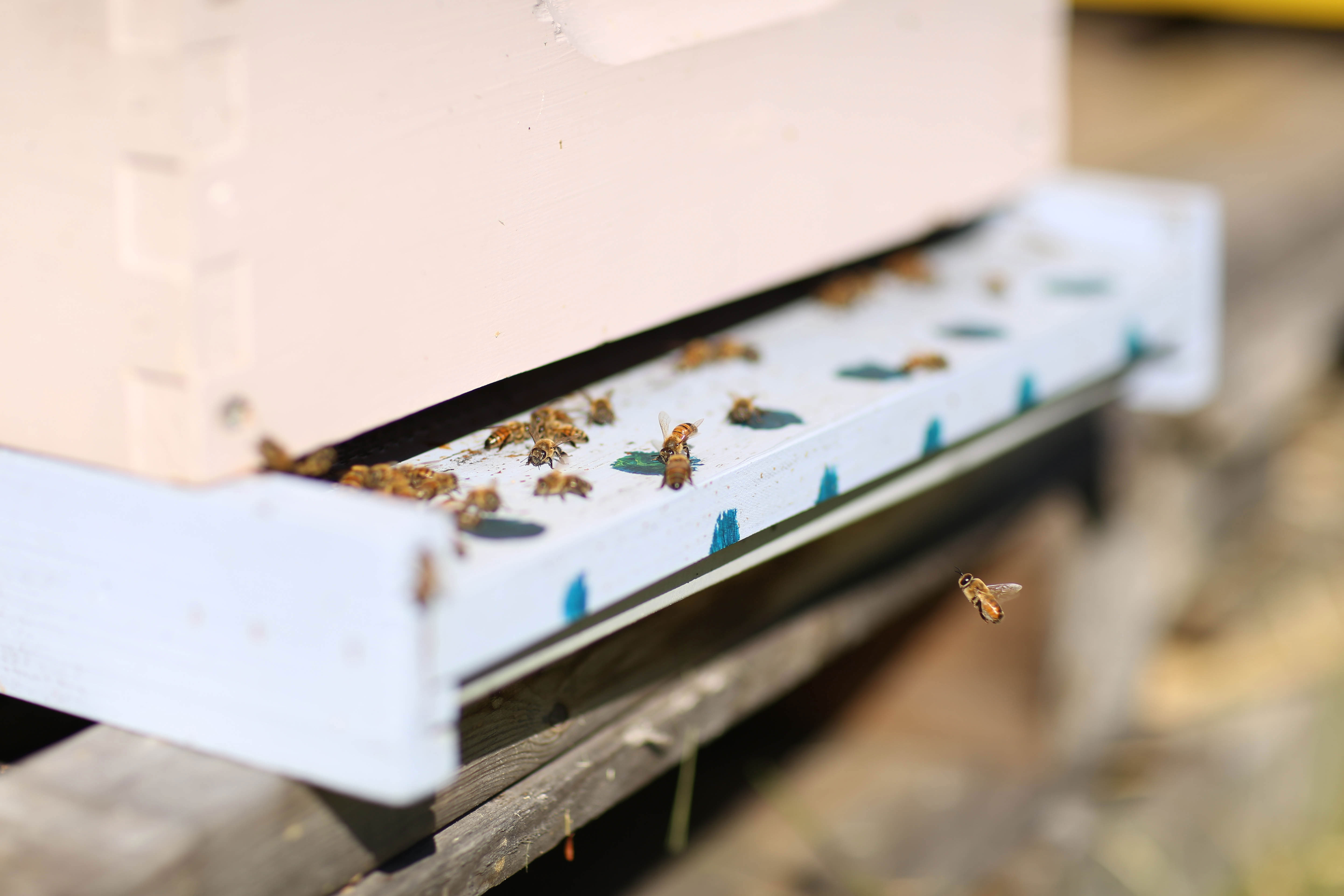 Credit: Brett Labelle