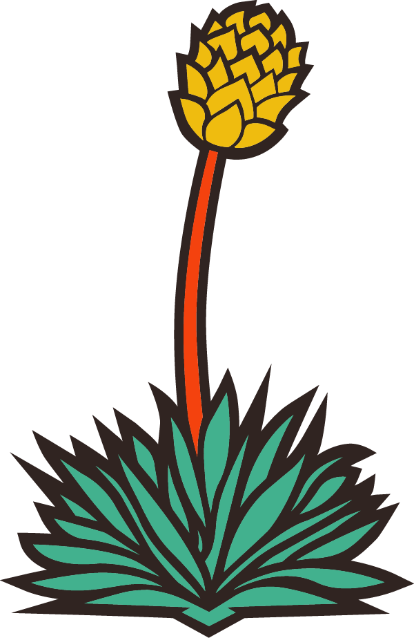 Pondaseta logo agave plant