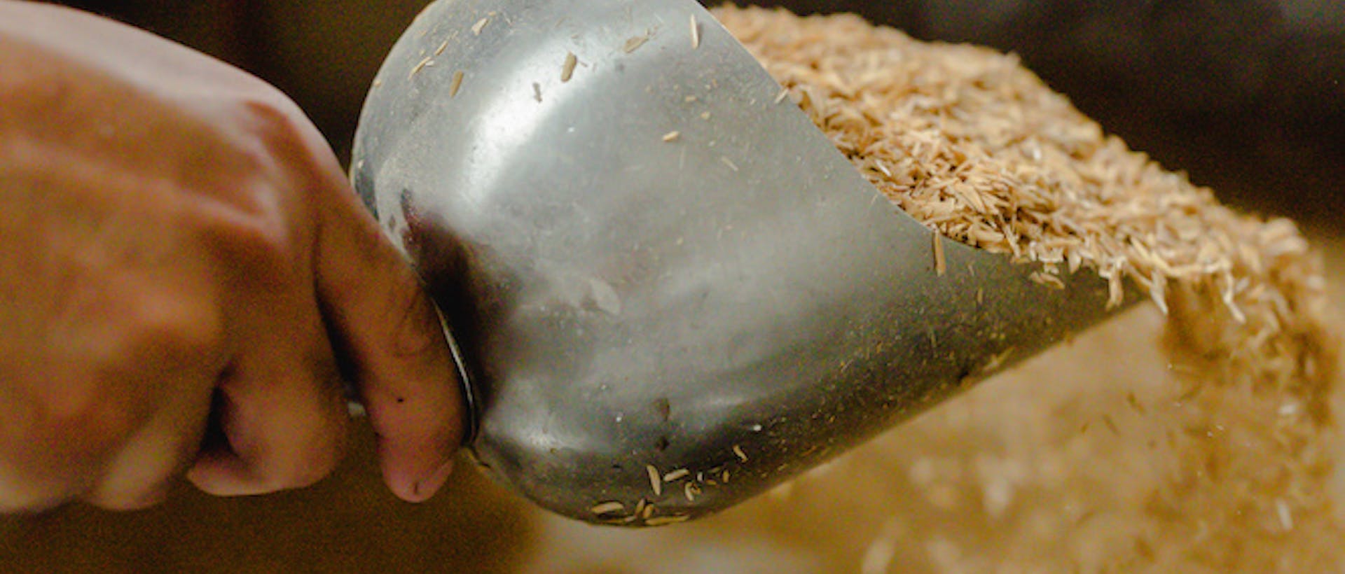 A scoop of grain is added to a beer mash ton