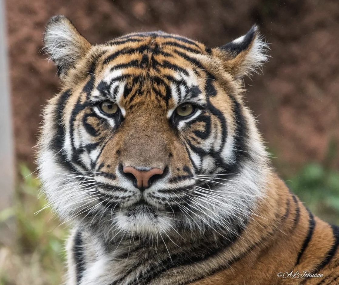Pregnant Tiger (Not Beer Related, but Important)