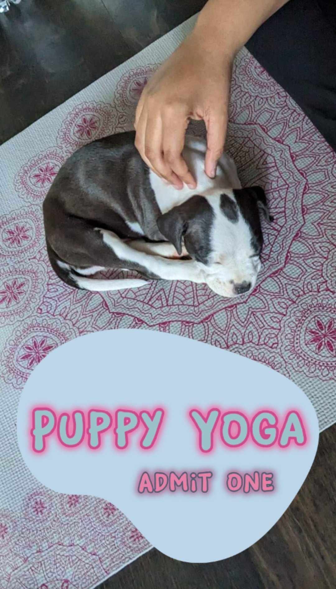Puppy Yoga with Pitts & Giggles